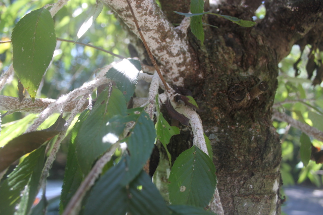 Cherry Tree Disease