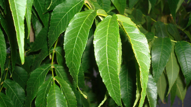 Tree in Front Yard