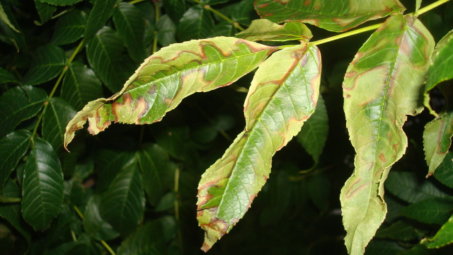 Tree in Front Yard with leave issues