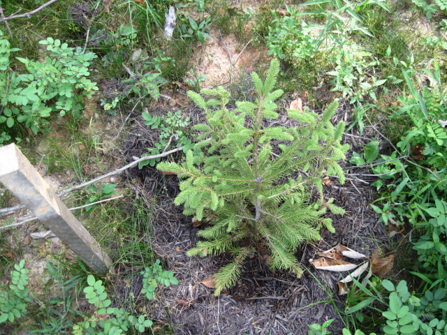 young Colorado Blue Spruce