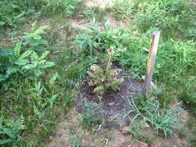 young Colorado Blue Spruce