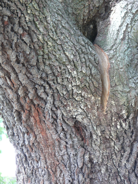 V and bark damage