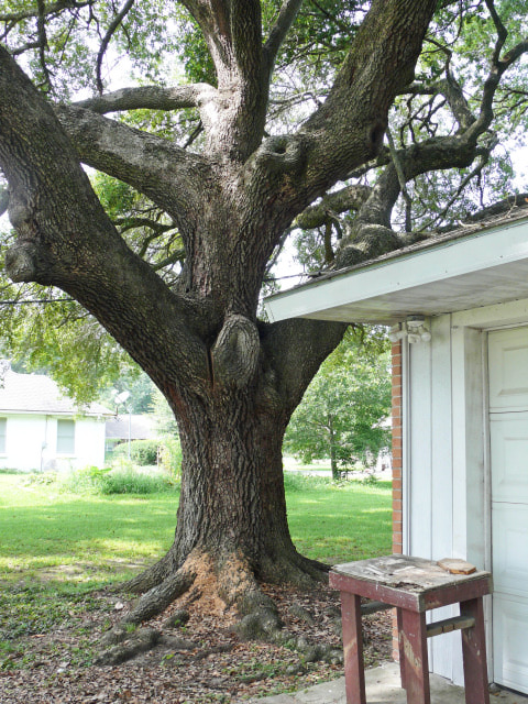 Oak tree injury