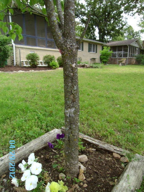 dogwood split trunk