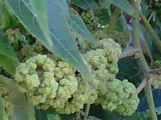 Black Walnut Tree Growth