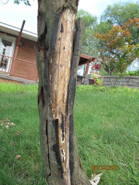 Silver Maple Split Bark