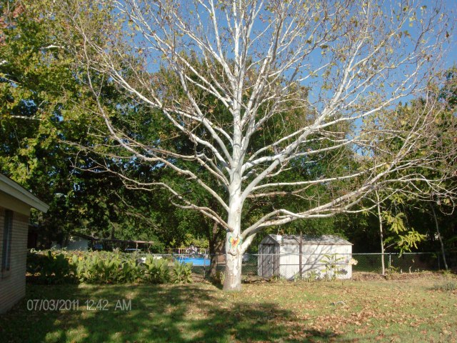 Sycamore Tree