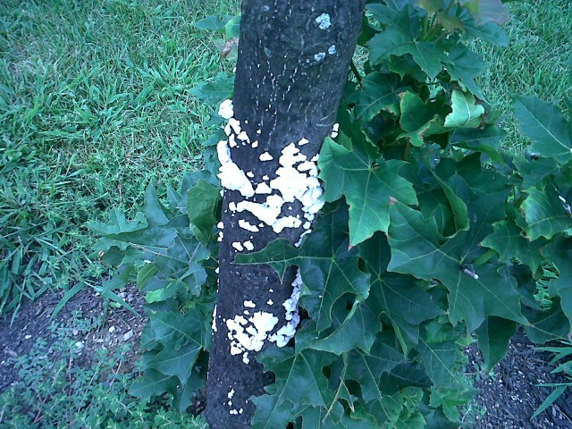 White foam on Maple