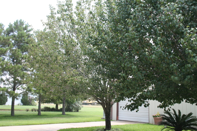 Thinning Bradford Pear