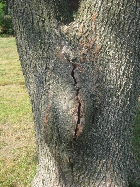 tree-front