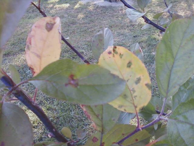 Spotty Leaves on Crabapple tree