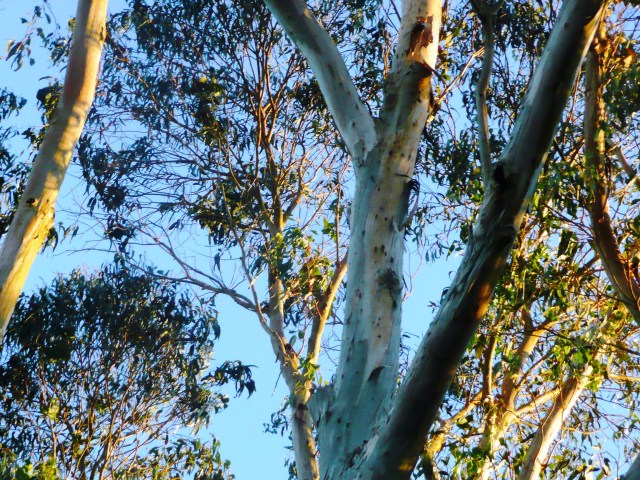 holes on eucalyptus limbs