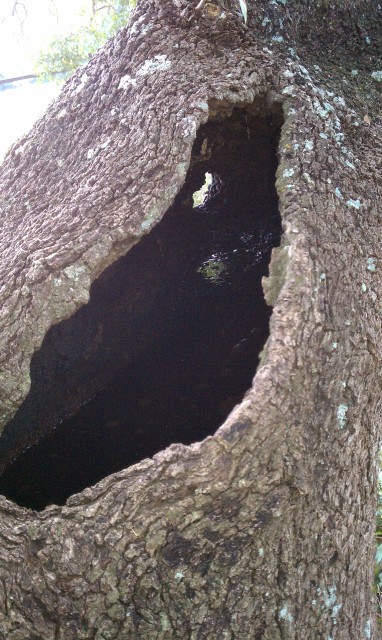 Tree Hole