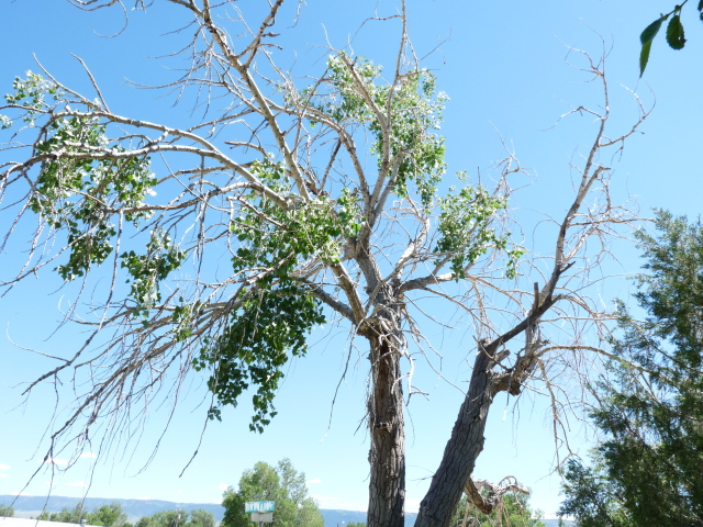 dying cottonwood