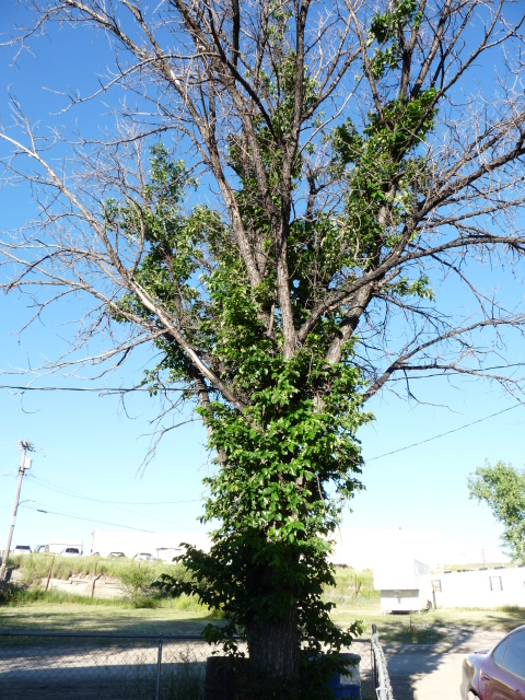 Another tree in Casper, Wy