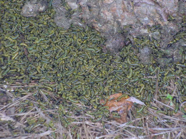 base of tree worms