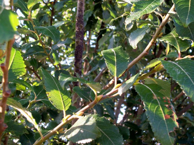 pussy willow aphids?