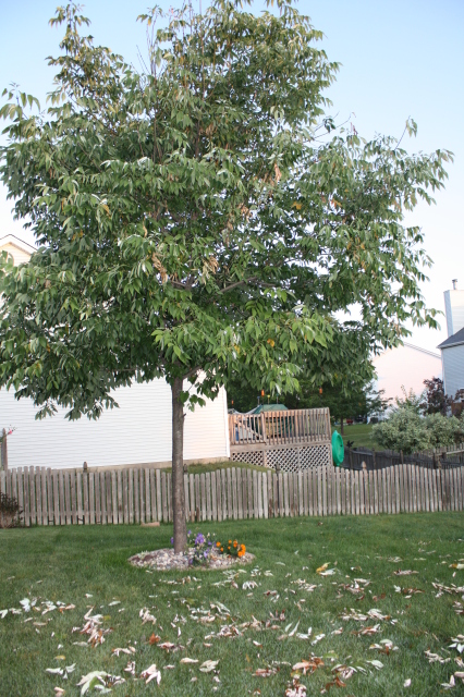 tree and leaves