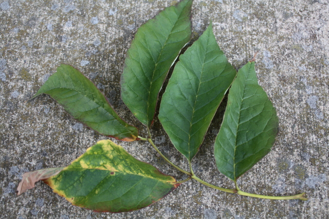 leaves on white