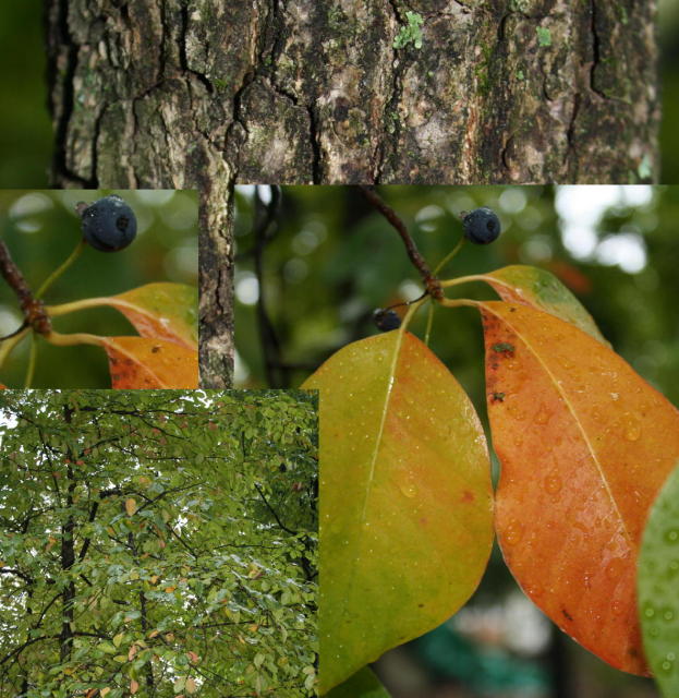 unknown tree