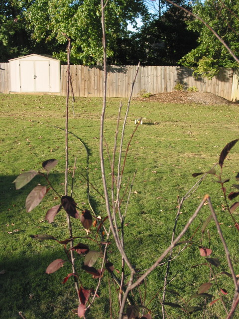 close up of some branches