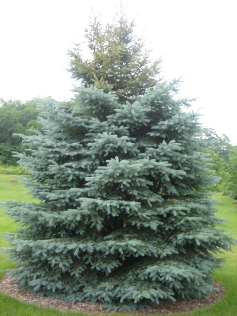 Blue Spruce Top Dormant?