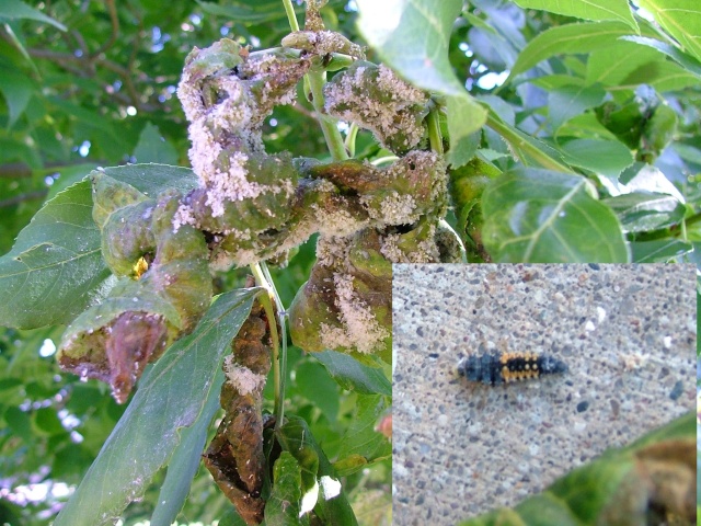 Ash tree bug and leaf