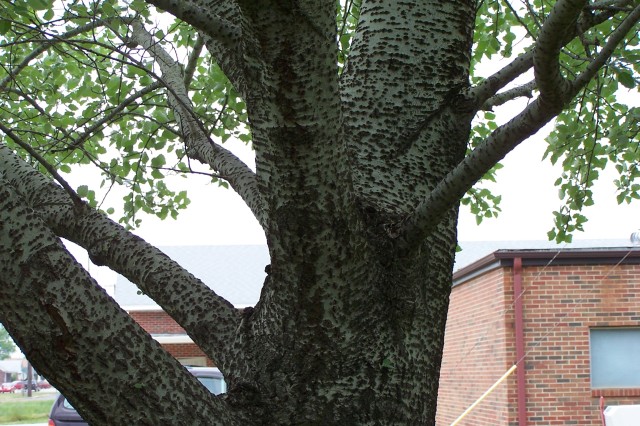 Bark & Trunk