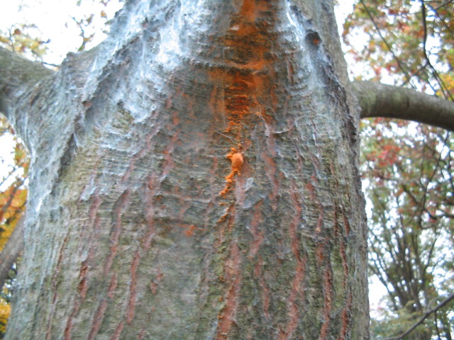 Webbing on Red Oak