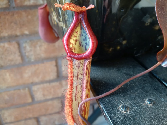 two Nepenthes 