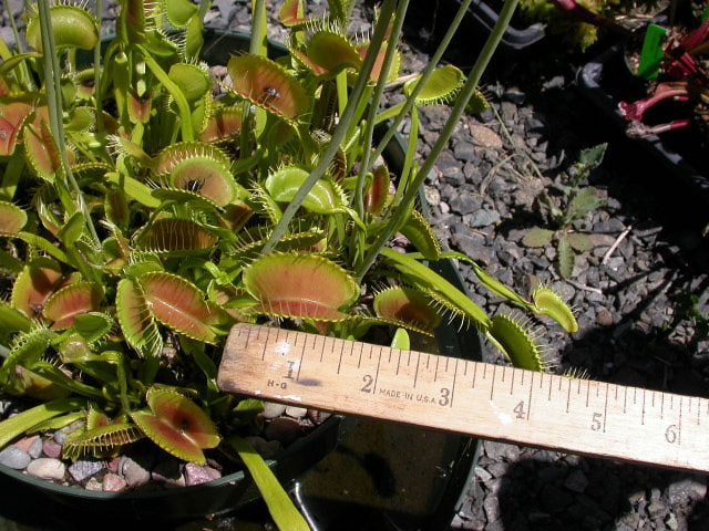 Large Pot of King Henry Flytraps