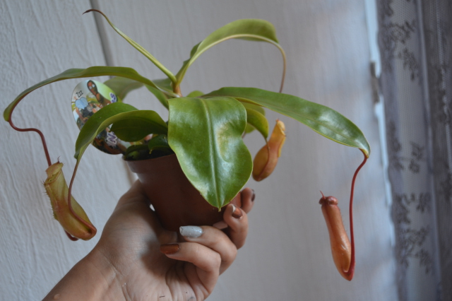 Nepenthes