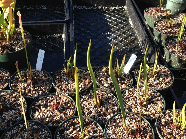 Sarracenia leucophylla