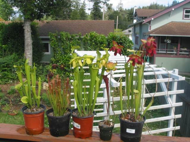 sarracenia 1