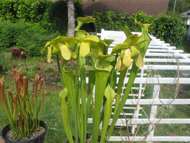 sarracenia 2