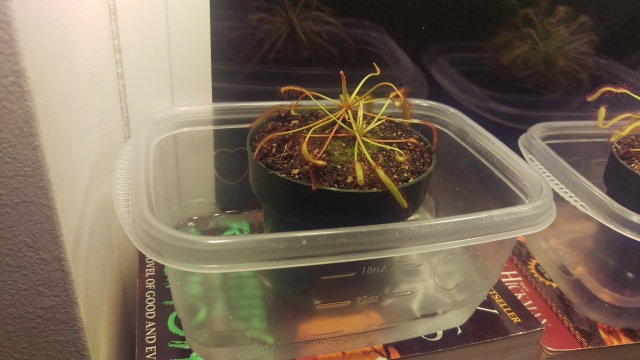 Drosera capensis, Red Leaf