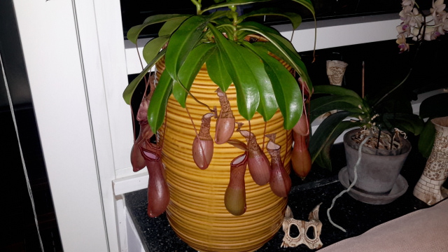 Nepenthes 