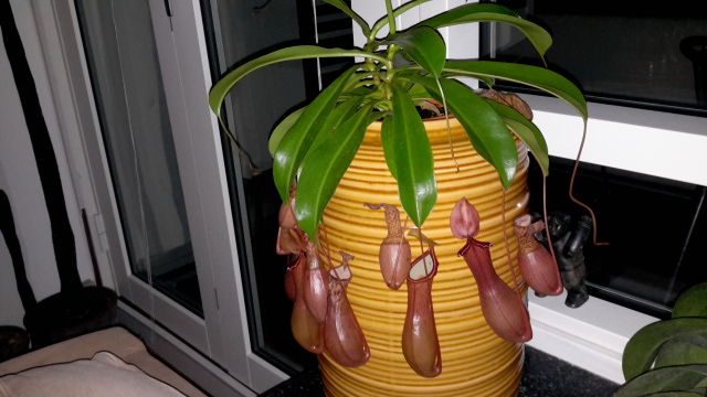 Nepenthes 2