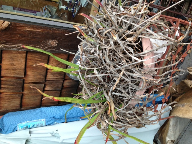 pitcher plants in winter