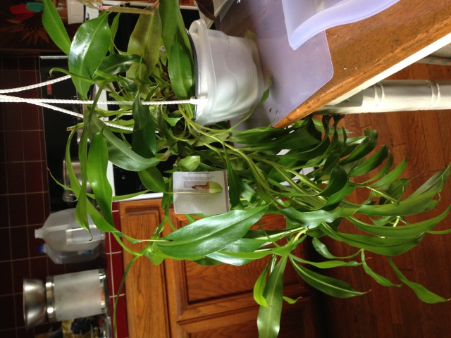 Nepenthes with diffuse light on all sides