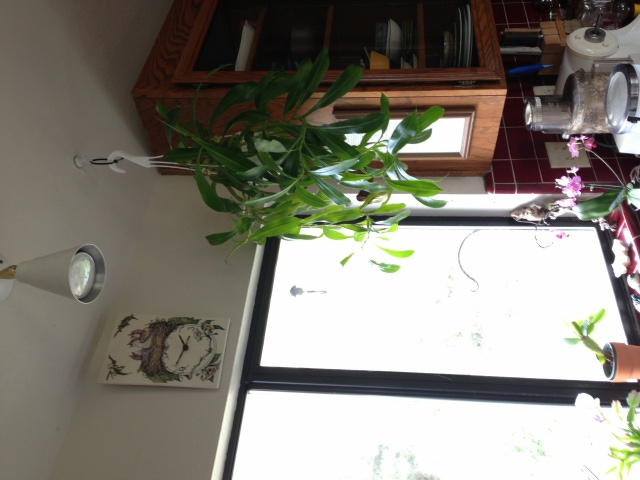 Nepenthes hanging above sink