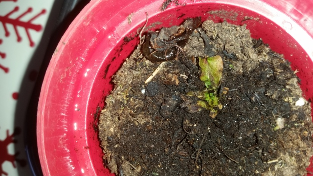 Dormant VFT