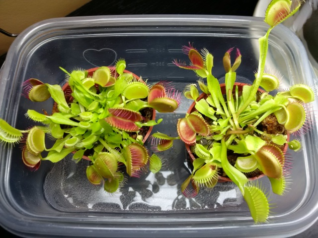 Venus Fly Trap