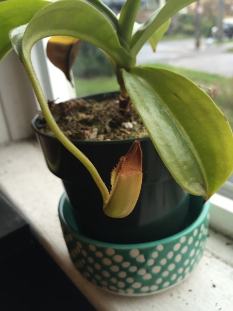 Nepenthes x "Miranda"