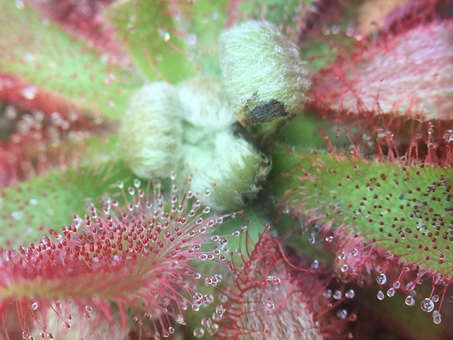 drosera graomogolensis