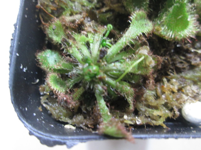 sundews leaf turning brown