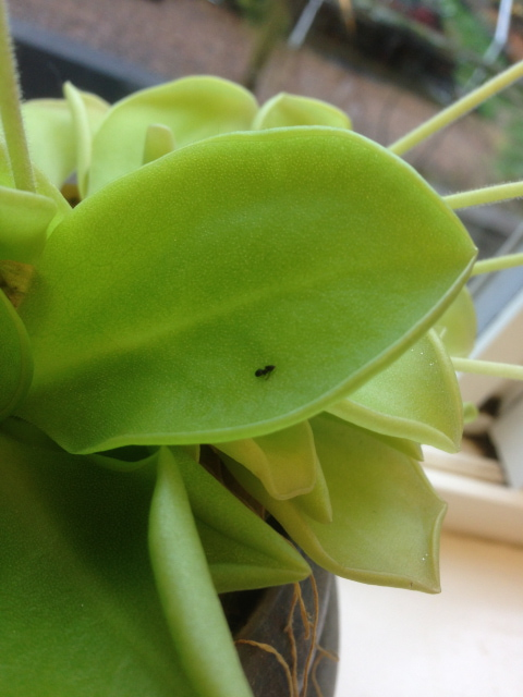 Ant on Butterwort