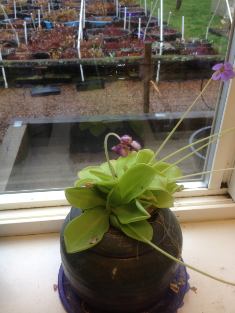 Pinguicula x Titan