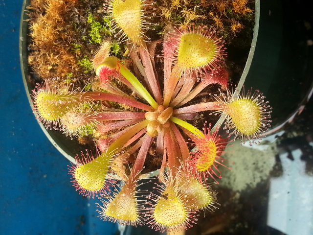 Mystery Sundew