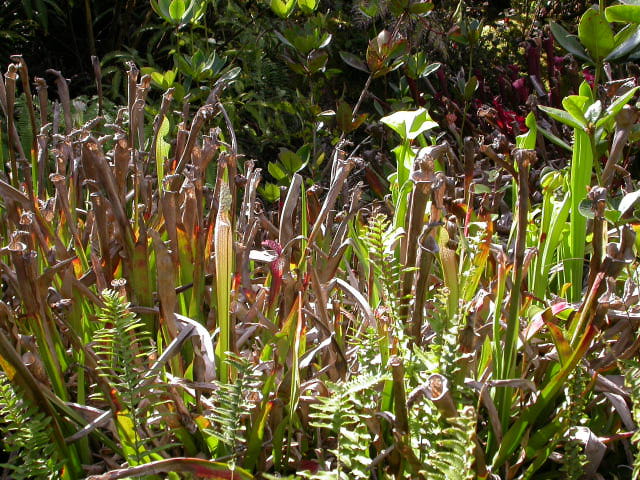 Sarracenia on The Big Island